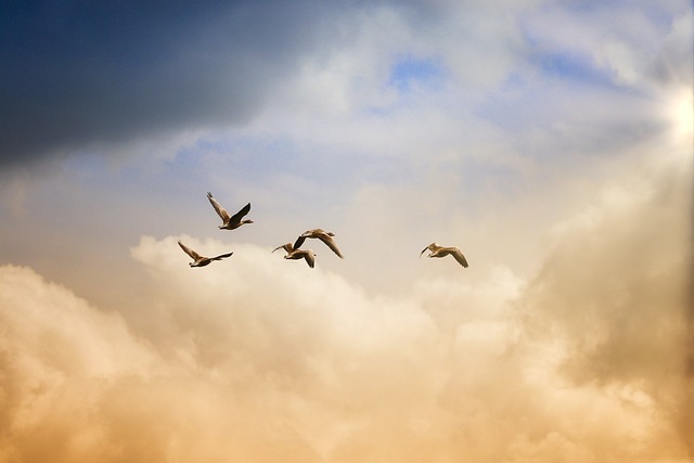 Birds 5159711