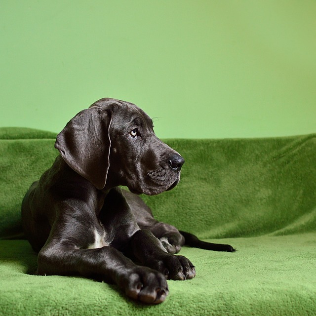 Dog 1966394