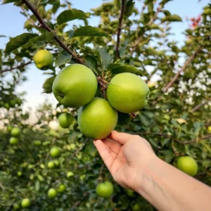 גידול עצי פרי בבית